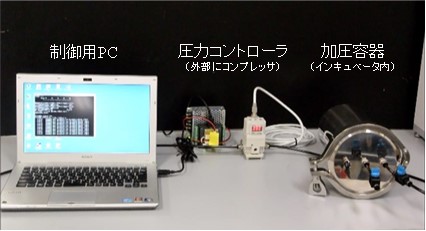Setup for Cell Exercise